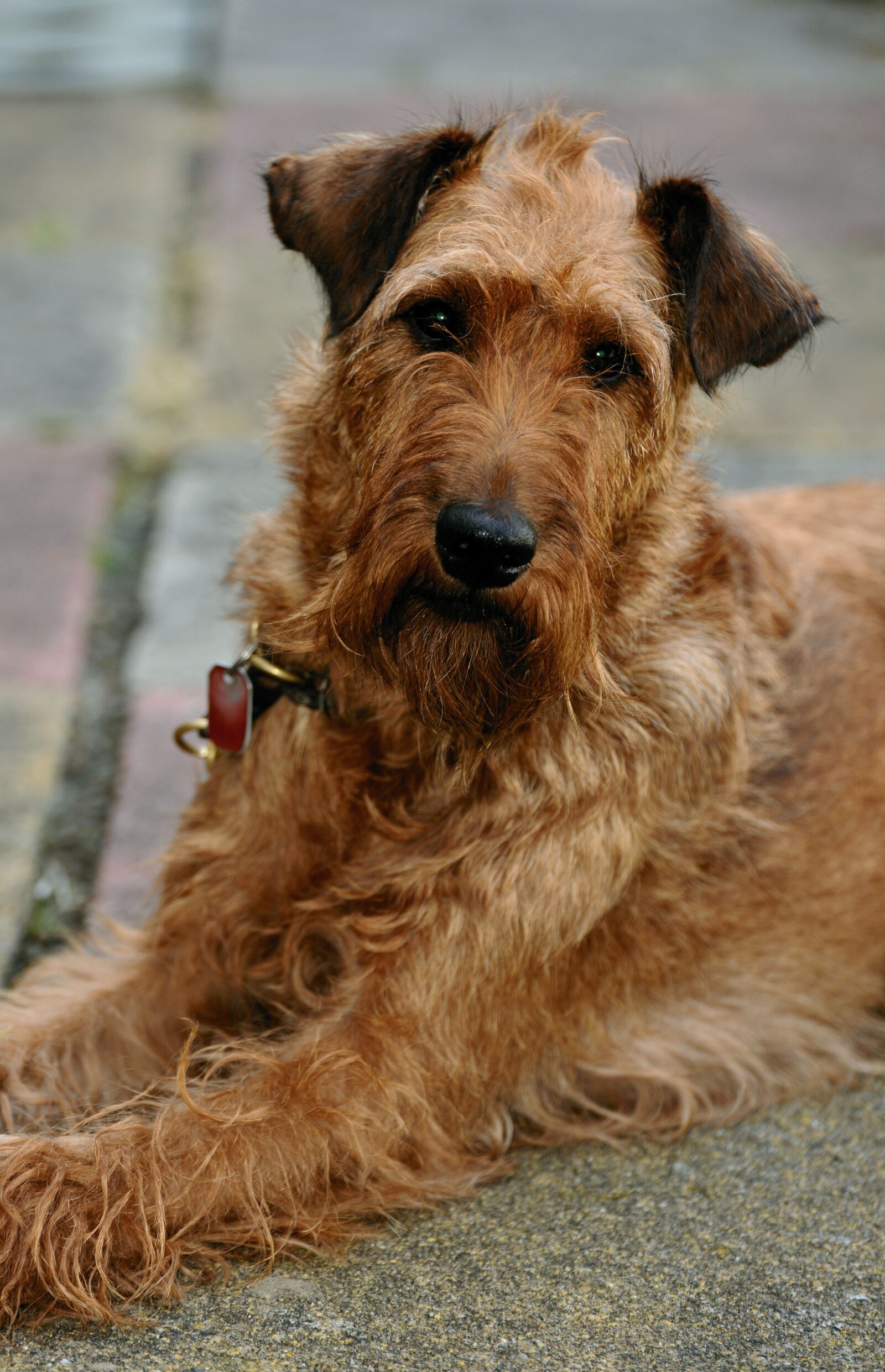 Nikon D610 sample photo. Dog, irish terrier, pet photography