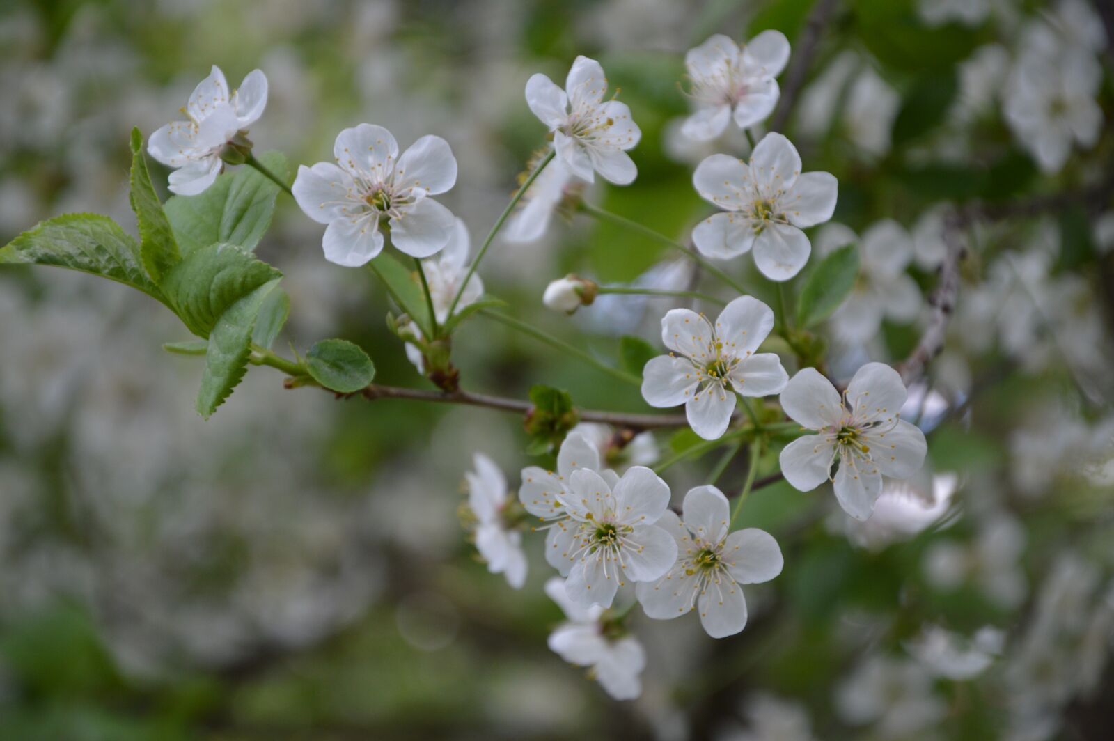 Nikon D3200 sample photo. Cherry, bloom, spring photography
