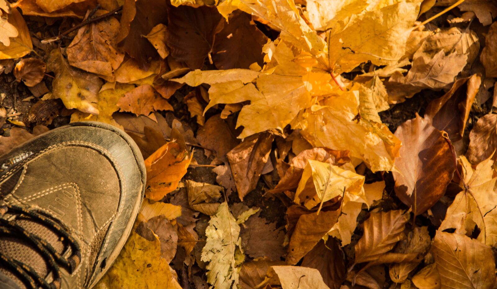 Nikon D3200 sample photo. Autumn, leaves, forest photography