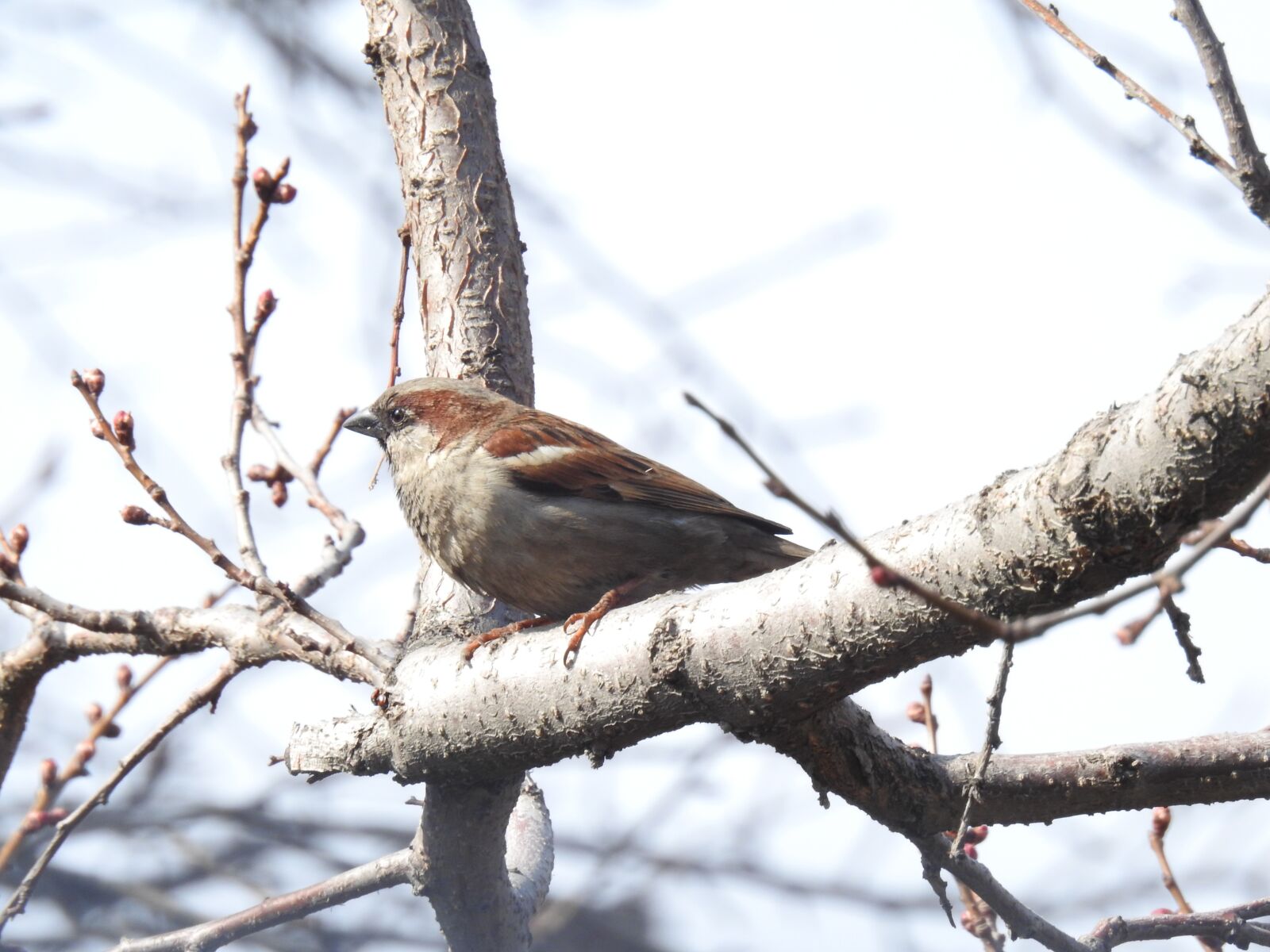 Nikon Coolpix P900 sample photo. Sparrow, spring, bird photography