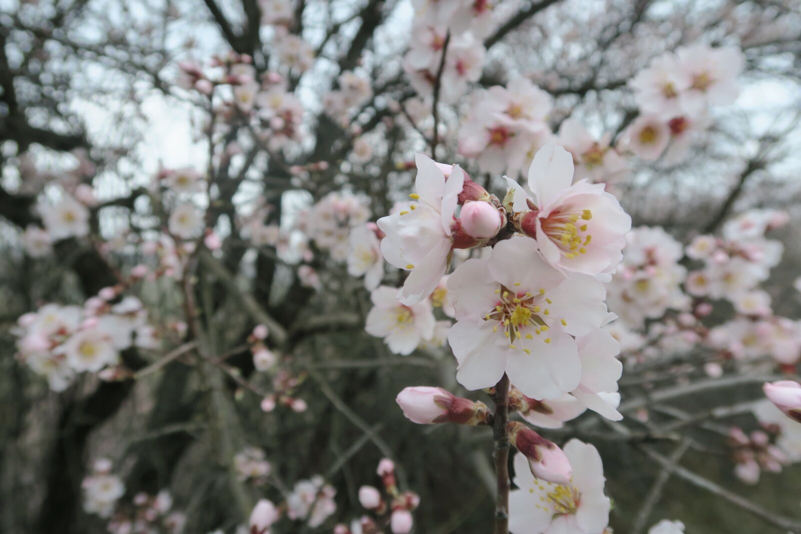 Canon PowerShot G7 X sample photo. Flower, almond, tree photography