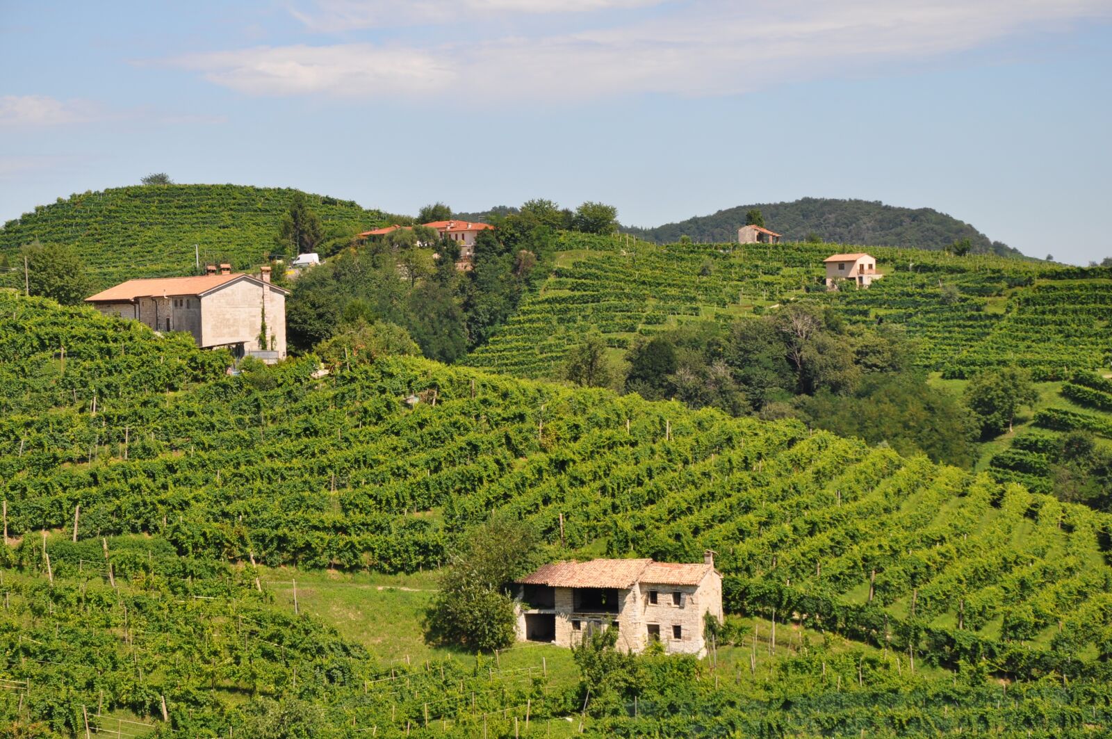 Nikon D5000 sample photo. Wine, winery, italy photography