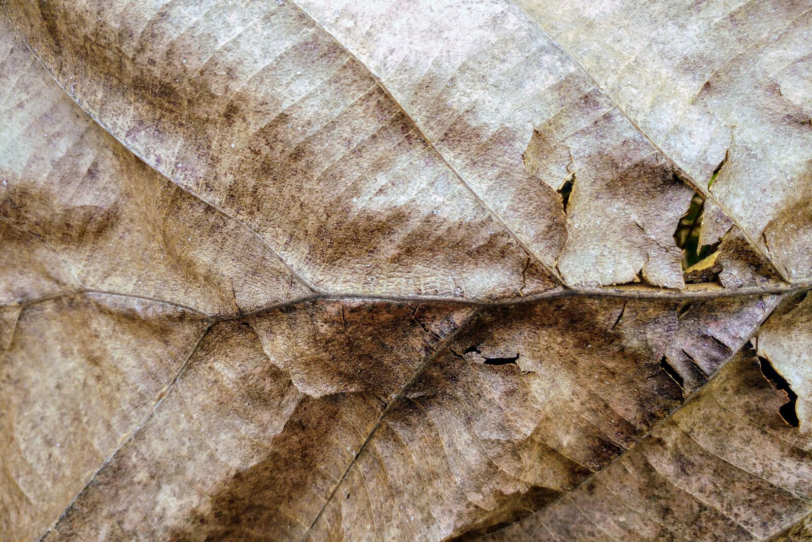 LG G5 sample photo. Dry leaf, textures, fall photography