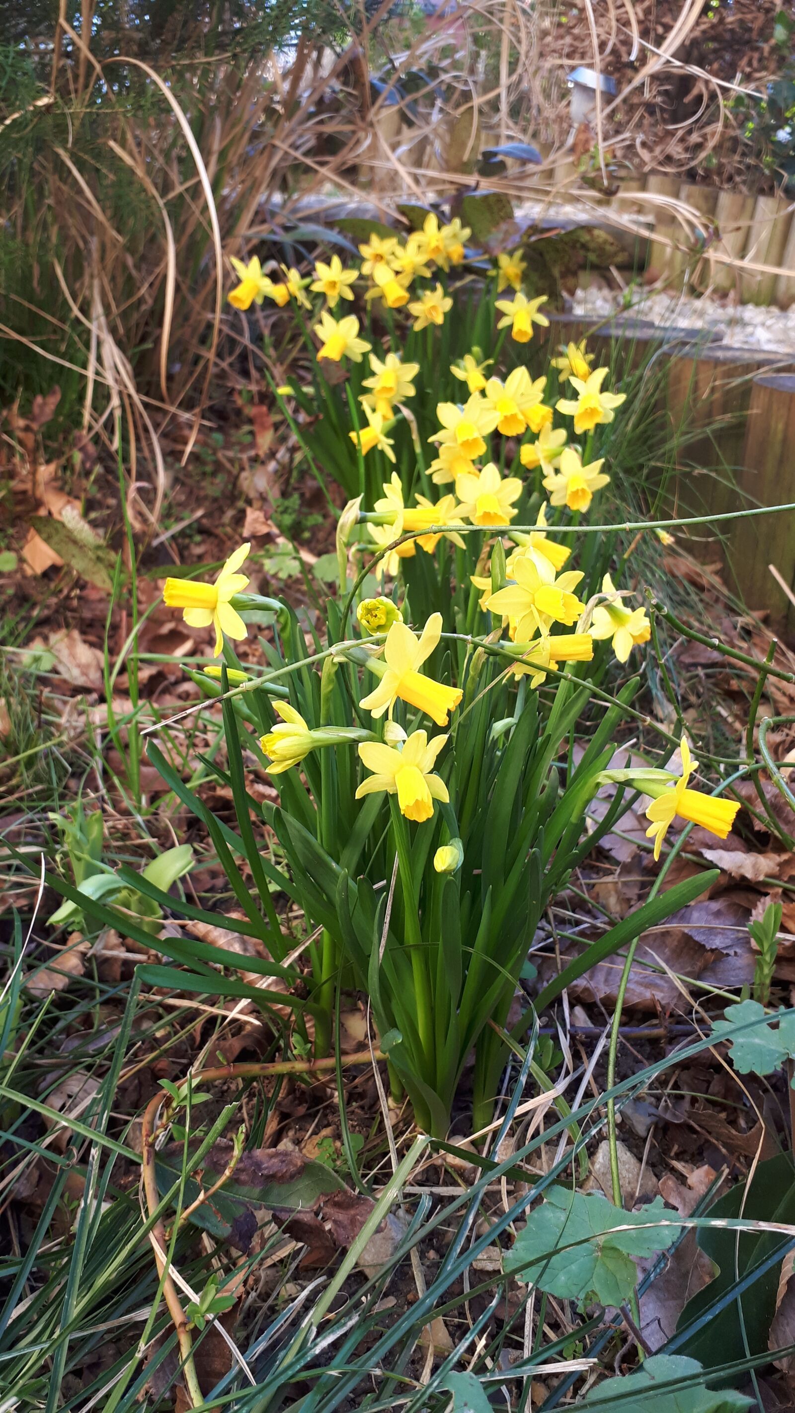 Samsung Galaxy A5(2017) sample photo. Jonquil, yellow, narcissus photography