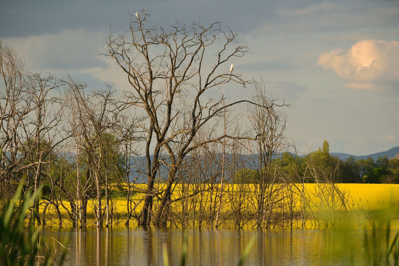 Nikon D3100 sample photo. Lake, nature, water photography
