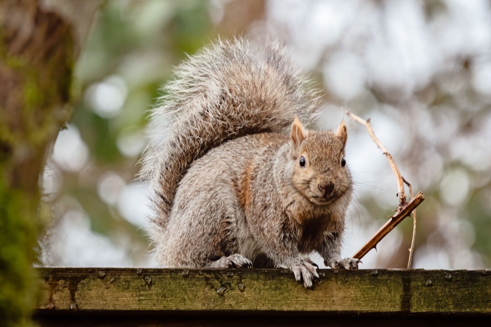 Nikon D500 sample photo. Outdoors, squirrel, grey photography