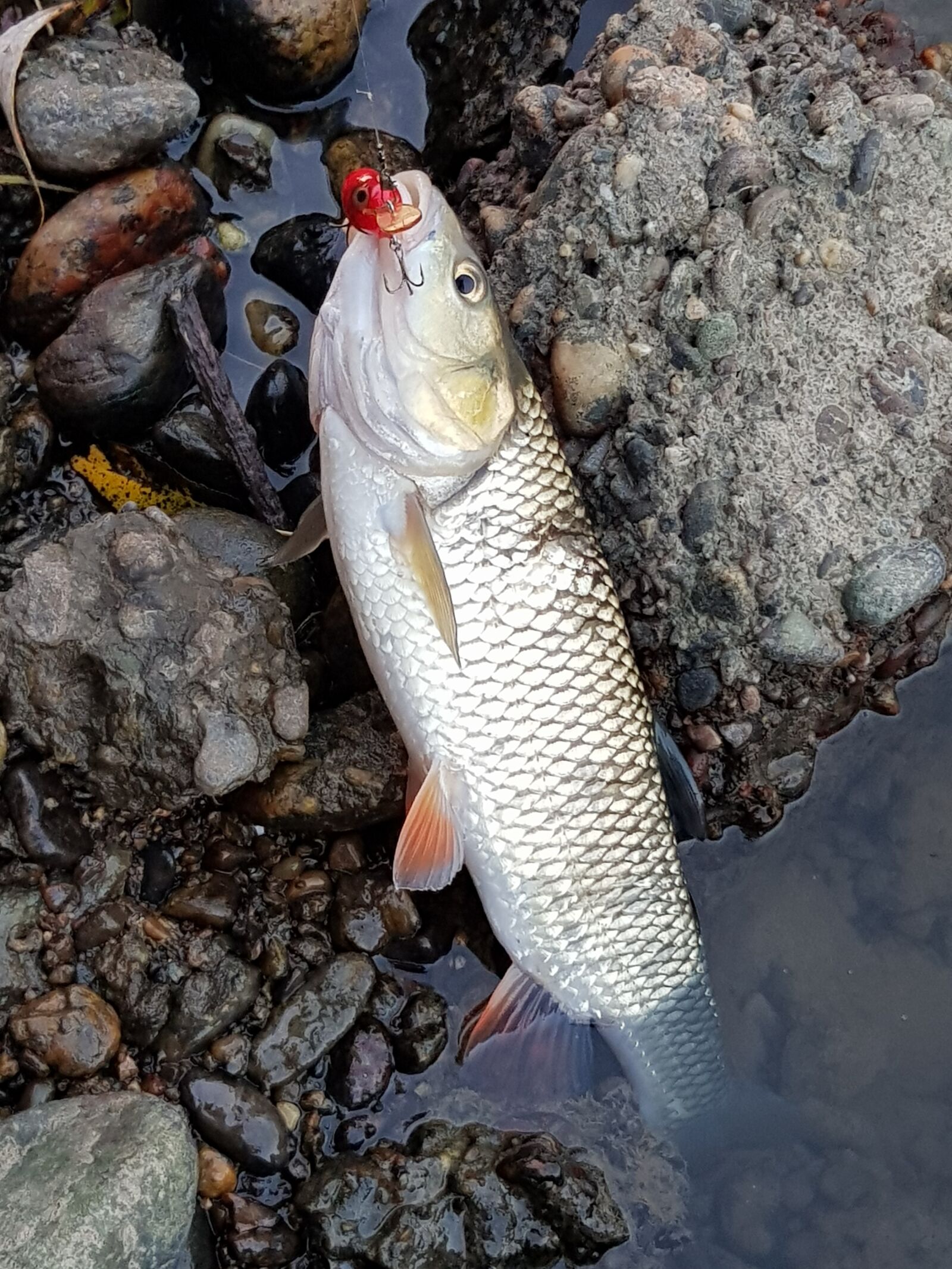 Samsung Galaxy S8 sample photo. Fish, chub, fishing photography