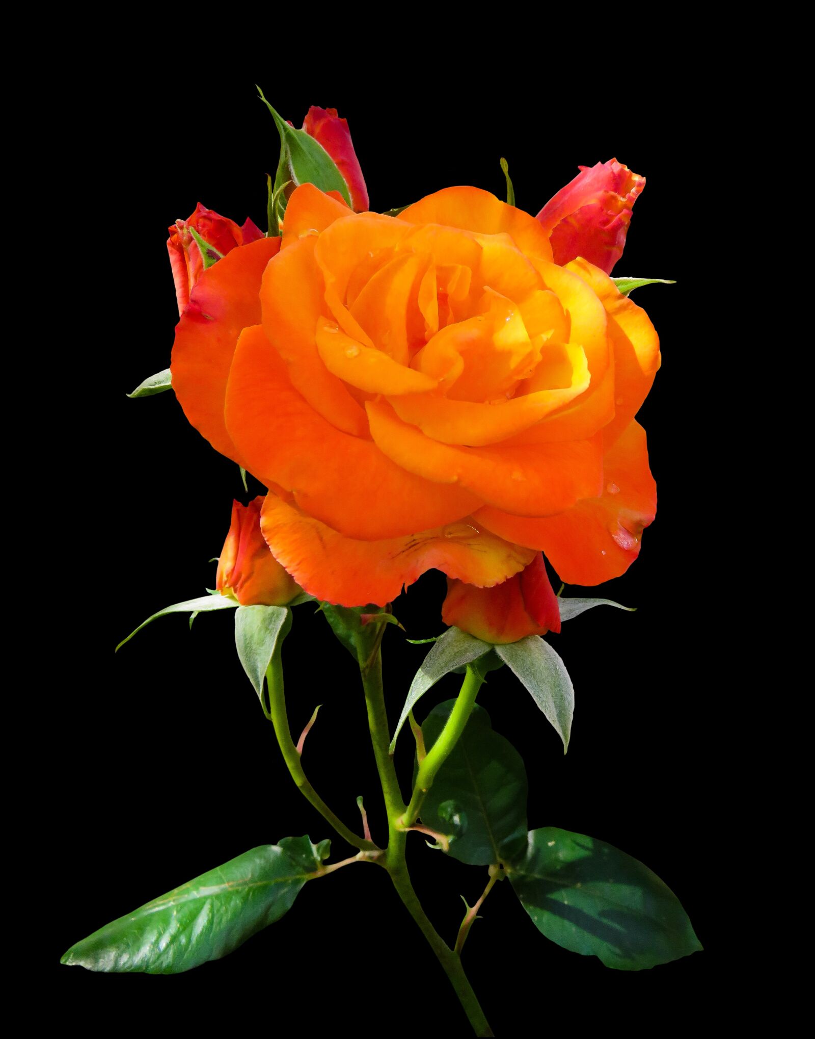 Canon PowerShot SX710 HS sample photo. Nature, incomplete, flower photography