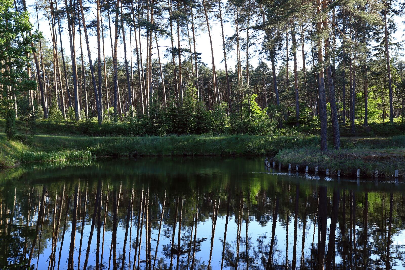 Canon EOS 7D Mark II sample photo. Forest, water, reflection photography