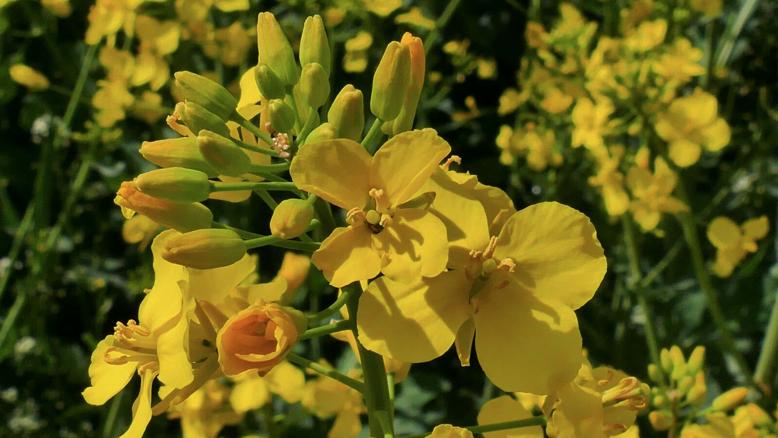 Panasonic Lumix DMC-FZ1000 sample photo. Rapeseed, oil, flowers photography
