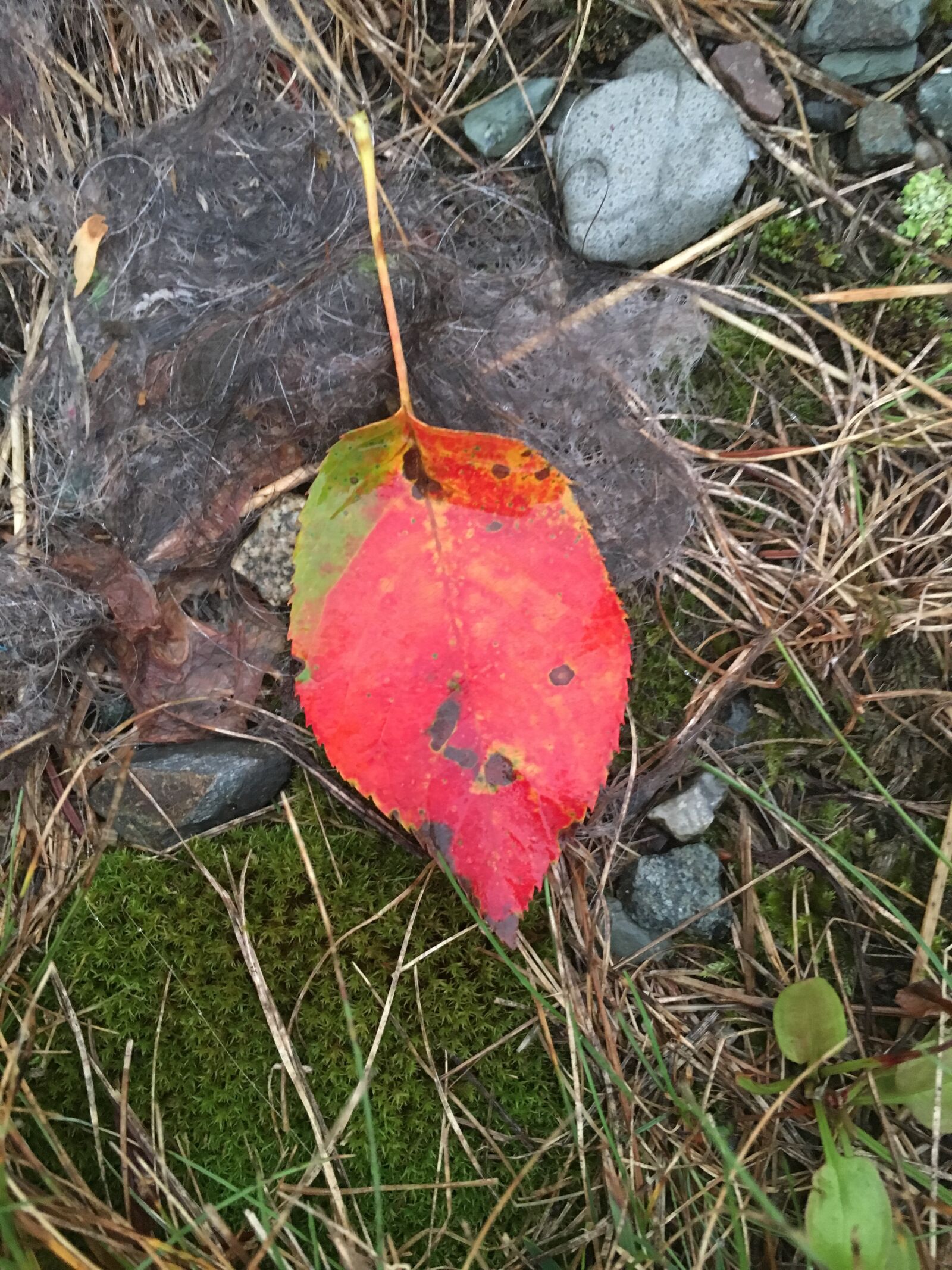 Apple iPhone 6s sample photo. Autumn, fall, leaves photography