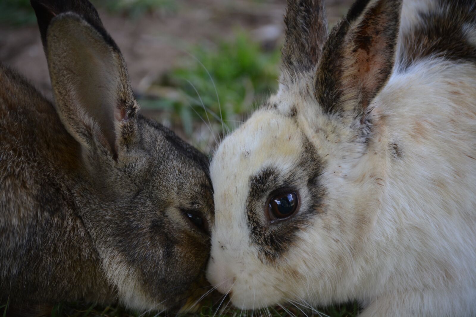 Nikon D5200 sample photo. Rabbit, white, outdoor photography