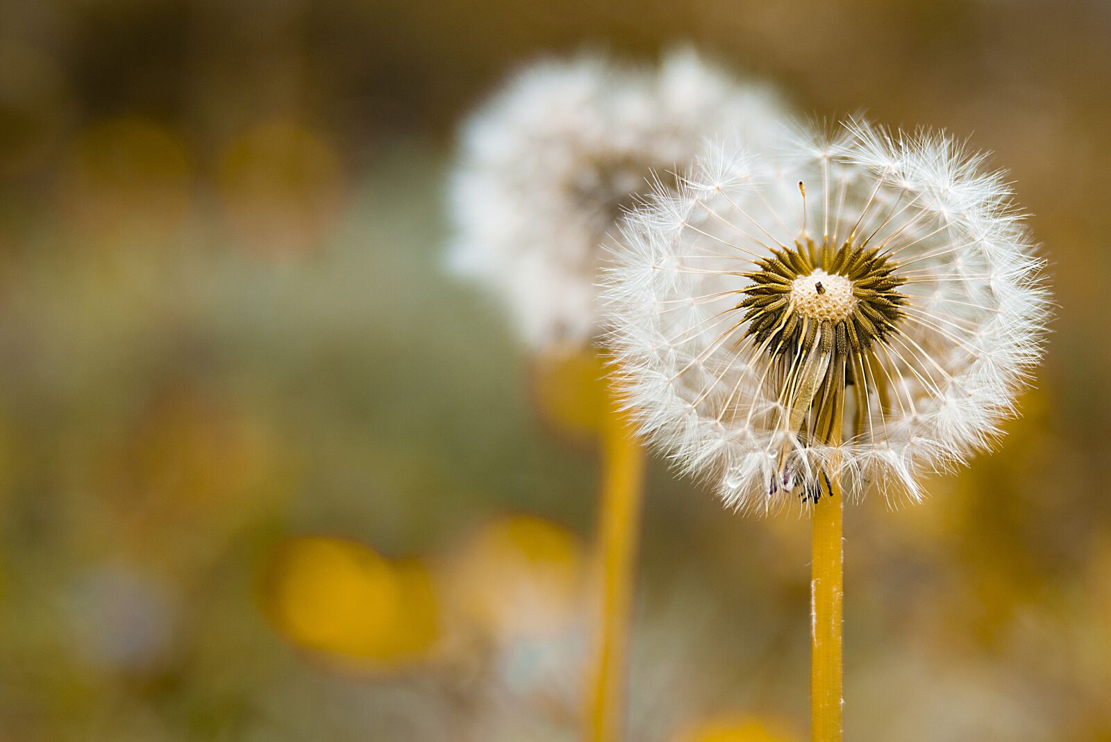 Nikon D600 sample photo. Dandelion, macro, flower photography
