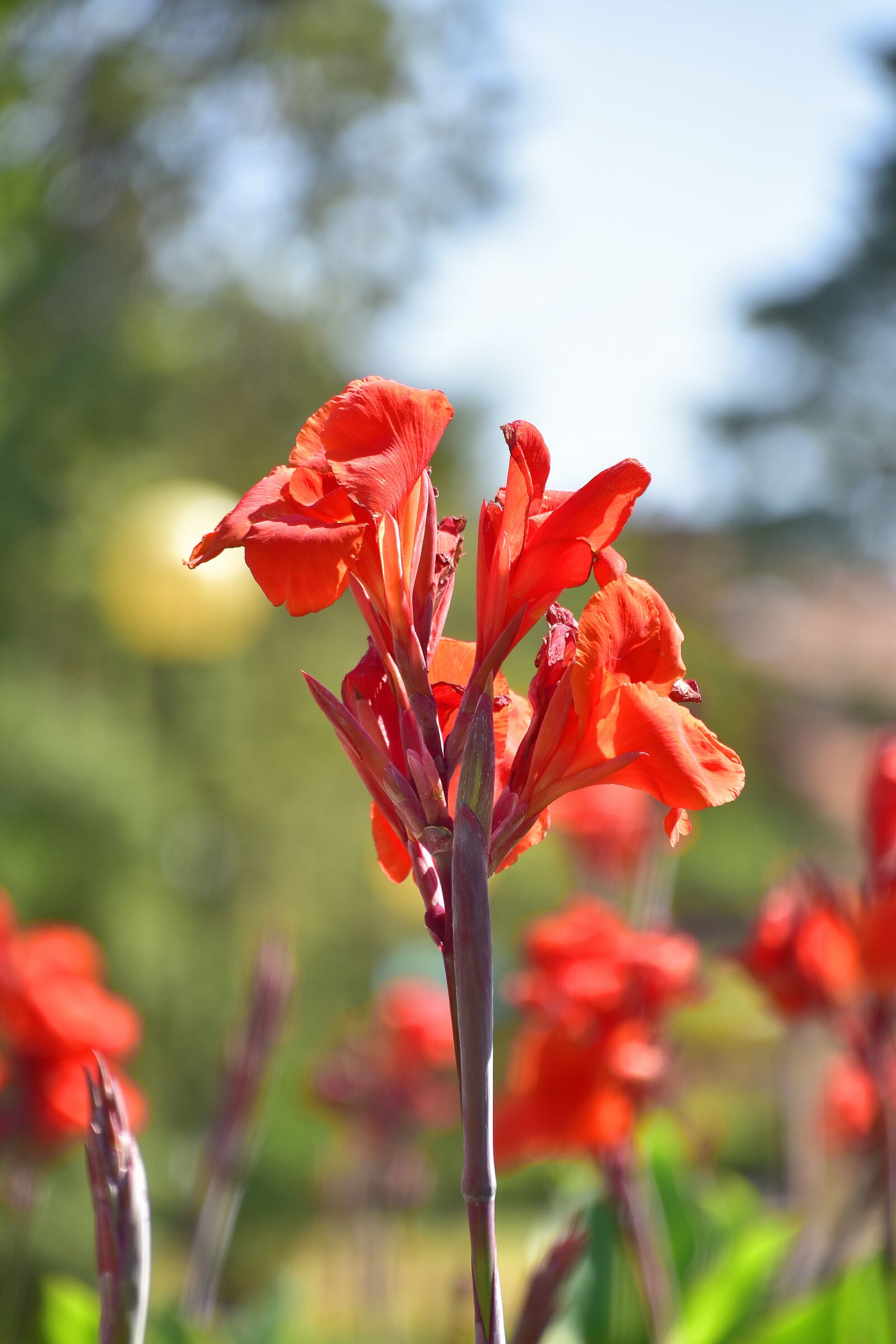 Nikon D7200 sample photo. Flower, garden, plant photography