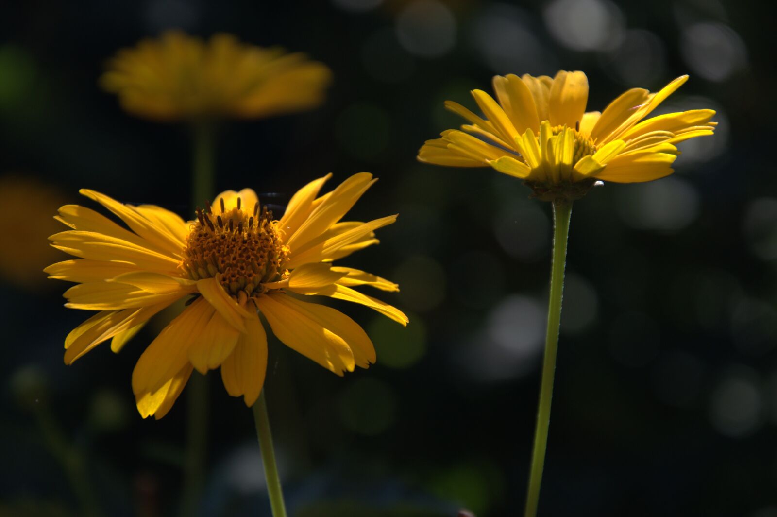 Nikon D3200 sample photo. Flower, coneflower, blossom photography