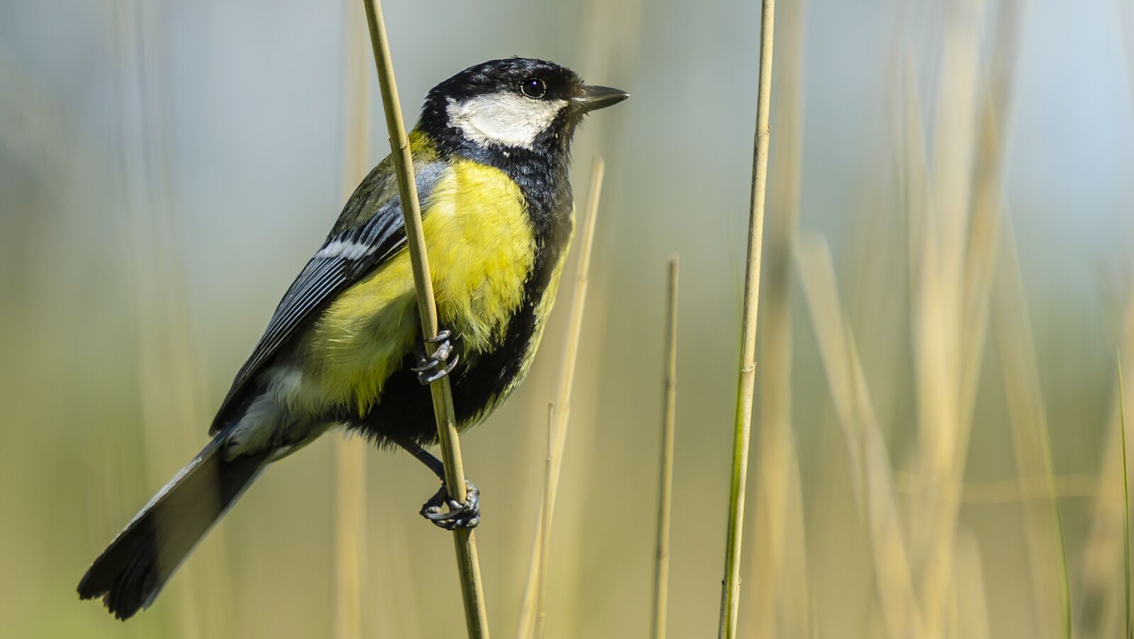 Nikon D7000 sample photo. Bird, yellow, lake photography