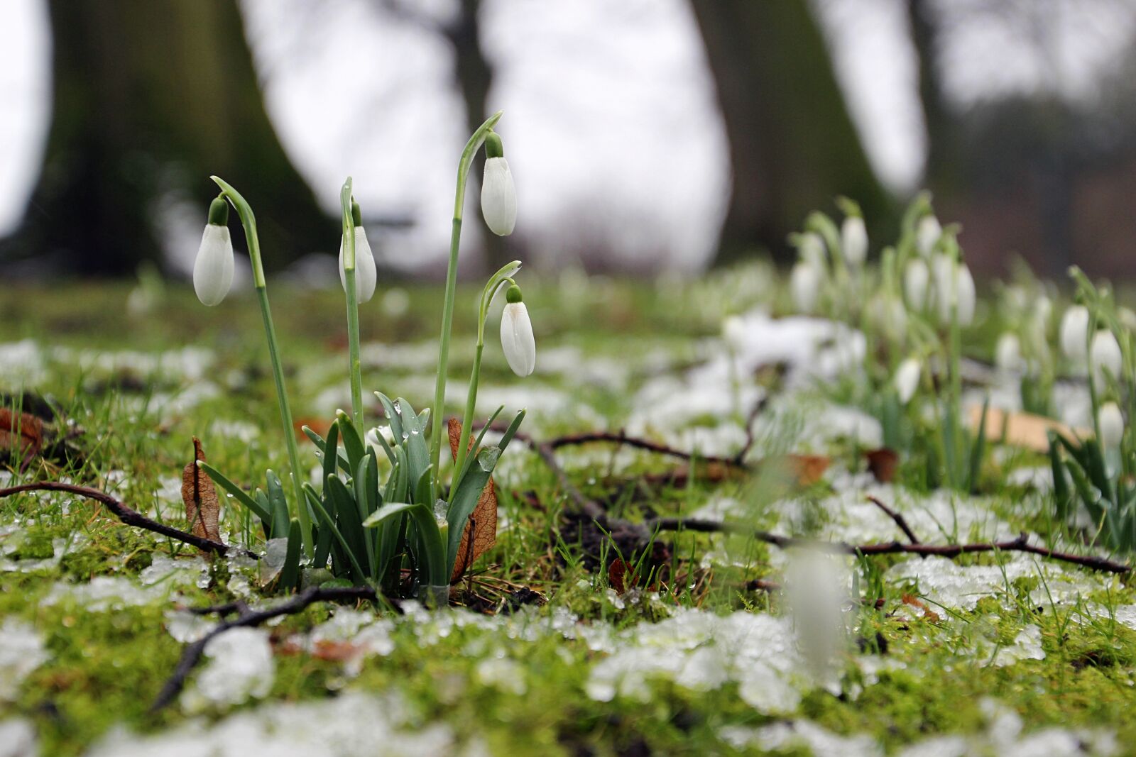 Canon EOS 600D (Rebel EOS T3i / EOS Kiss X5) sample photo. Snow, grass, flower photography
