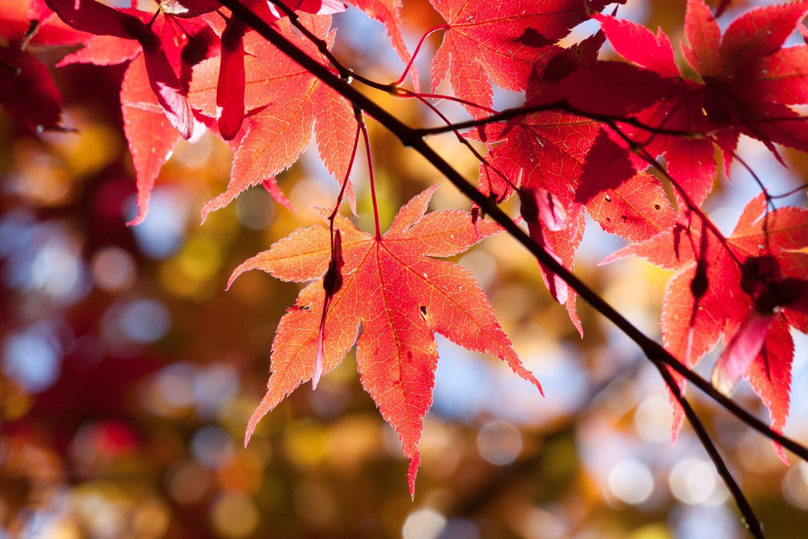 Canon EOS 50D sample photo. Maple, autumn, leaf photography