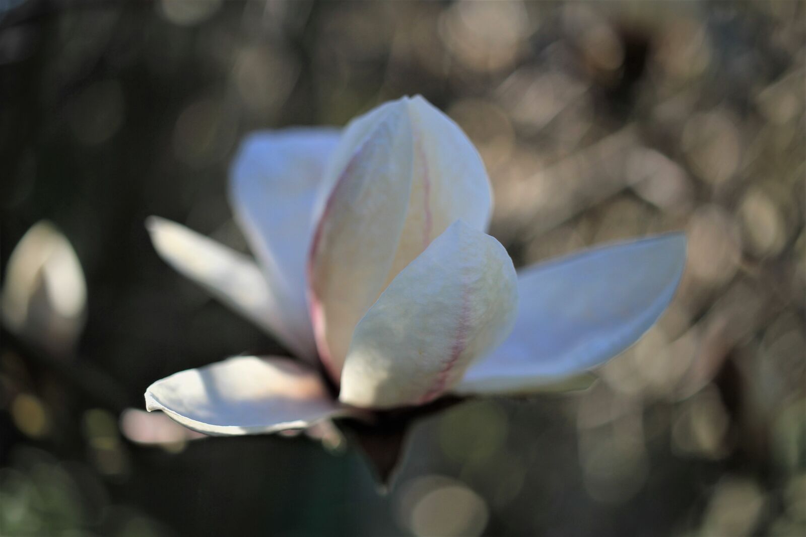 Canon EOS 7D sample photo. Blossom, bloom, white photography
