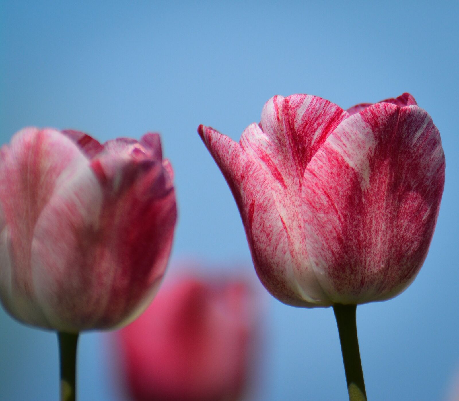 Nikon D7100 sample photo. Tulips, flower, holland photography