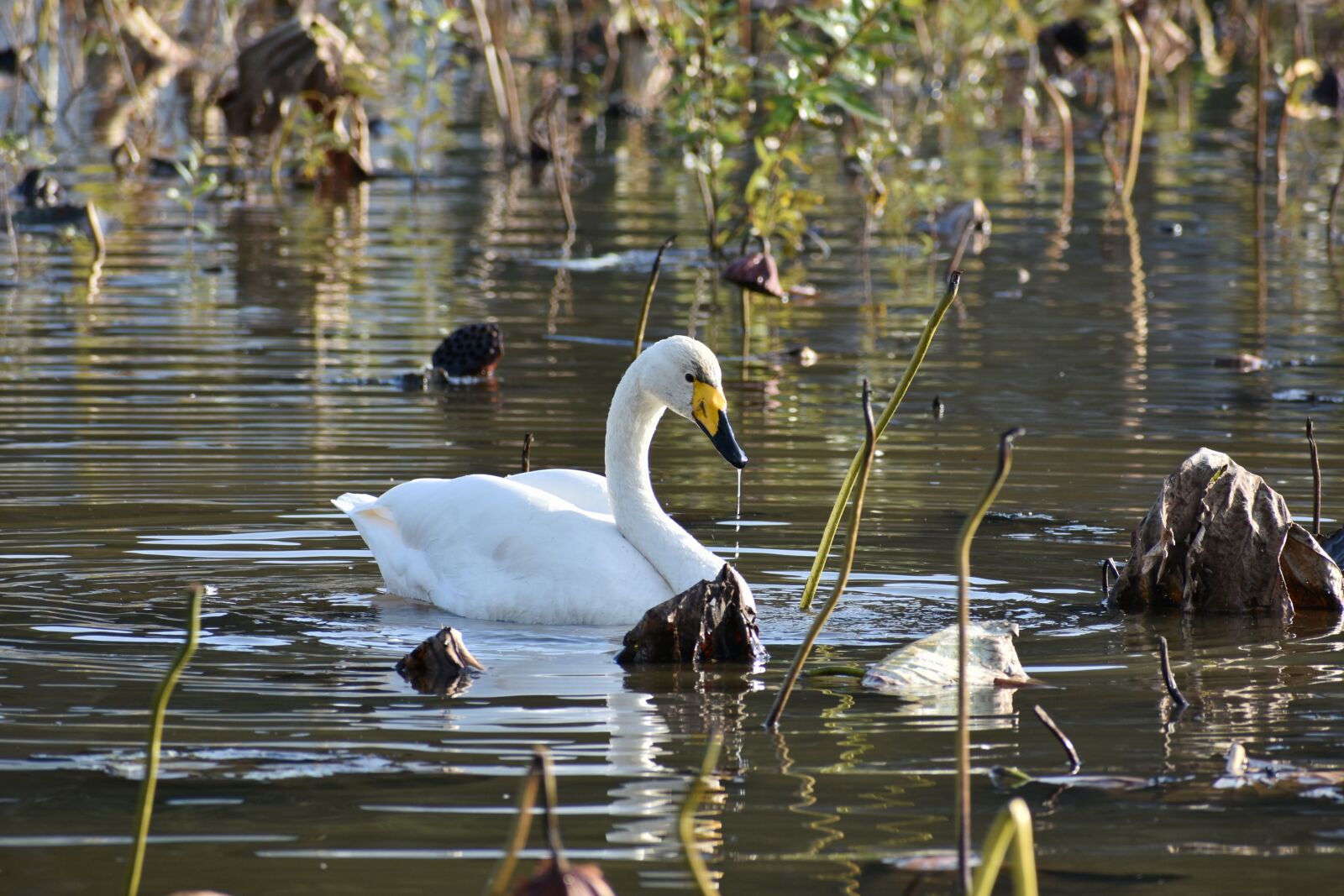 Nikon D7200 sample photo. Animal, lake, waterside photography