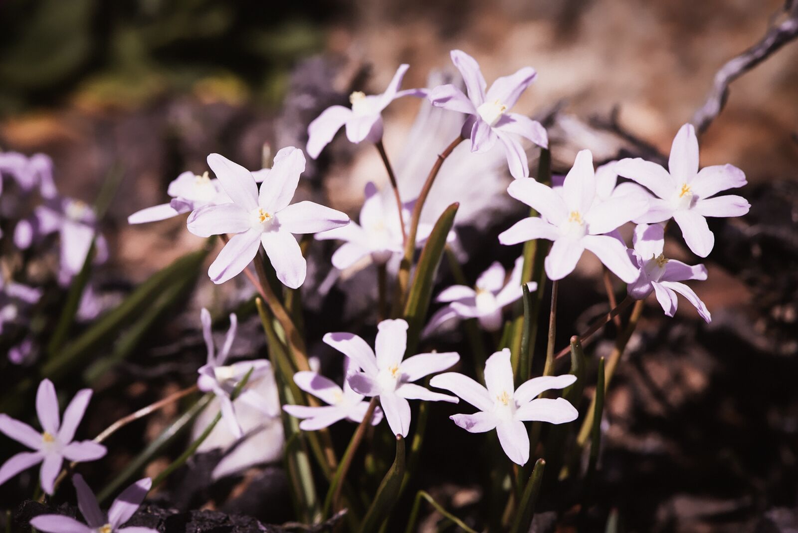 Nikon D750 sample photo. Chionodoxa luciliae, white, white photography