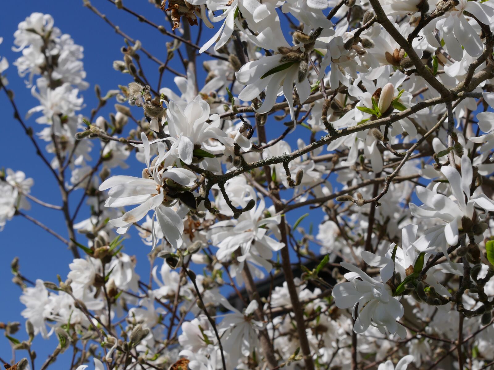 Panasonic Lumix DMC-GH4 sample photo. Magnolia, tree, spring photography