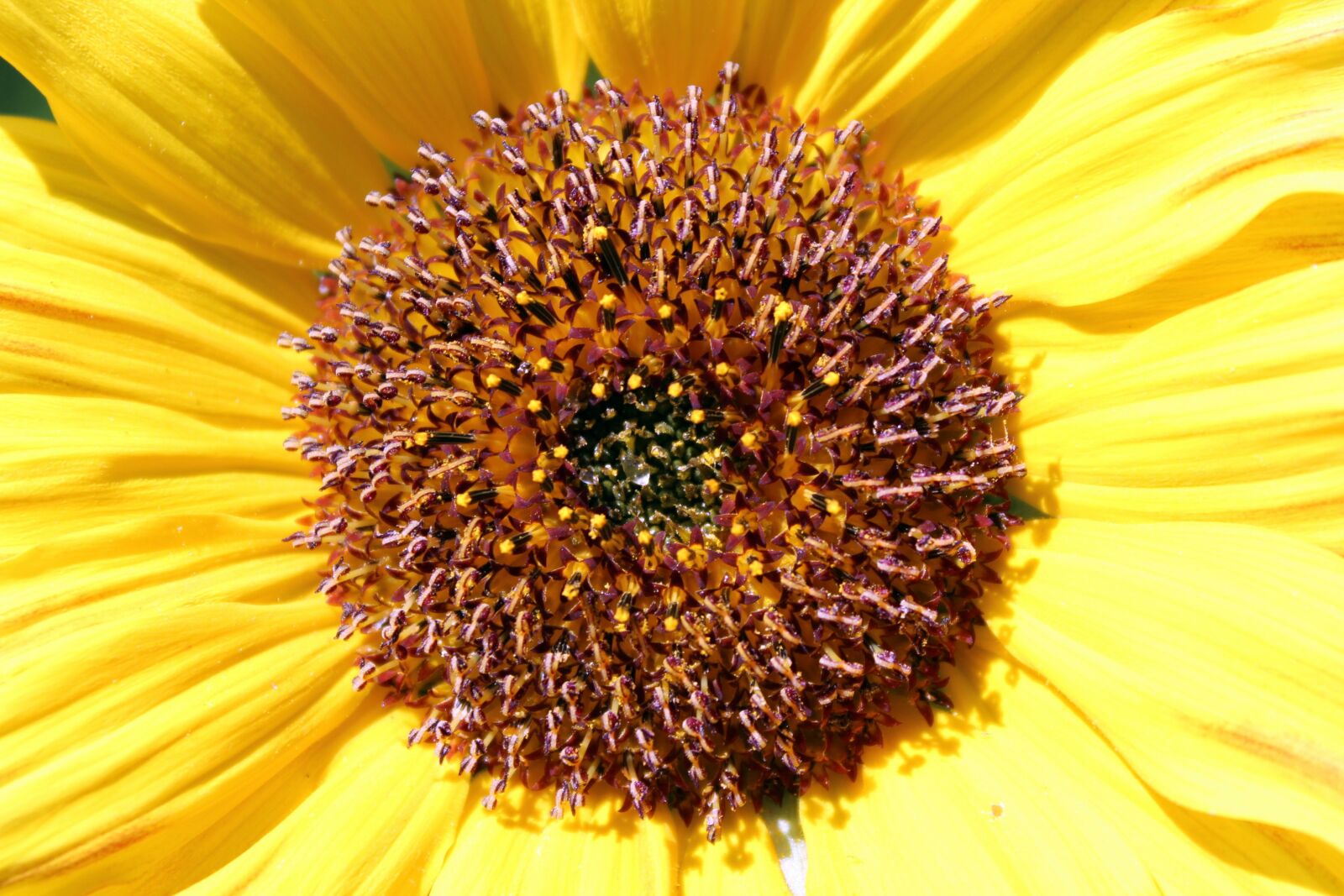 Canon EOS 1200D (EOS Rebel T5 / EOS Kiss X70 / EOS Hi) sample photo. Sunflower, summer garden, nature photography