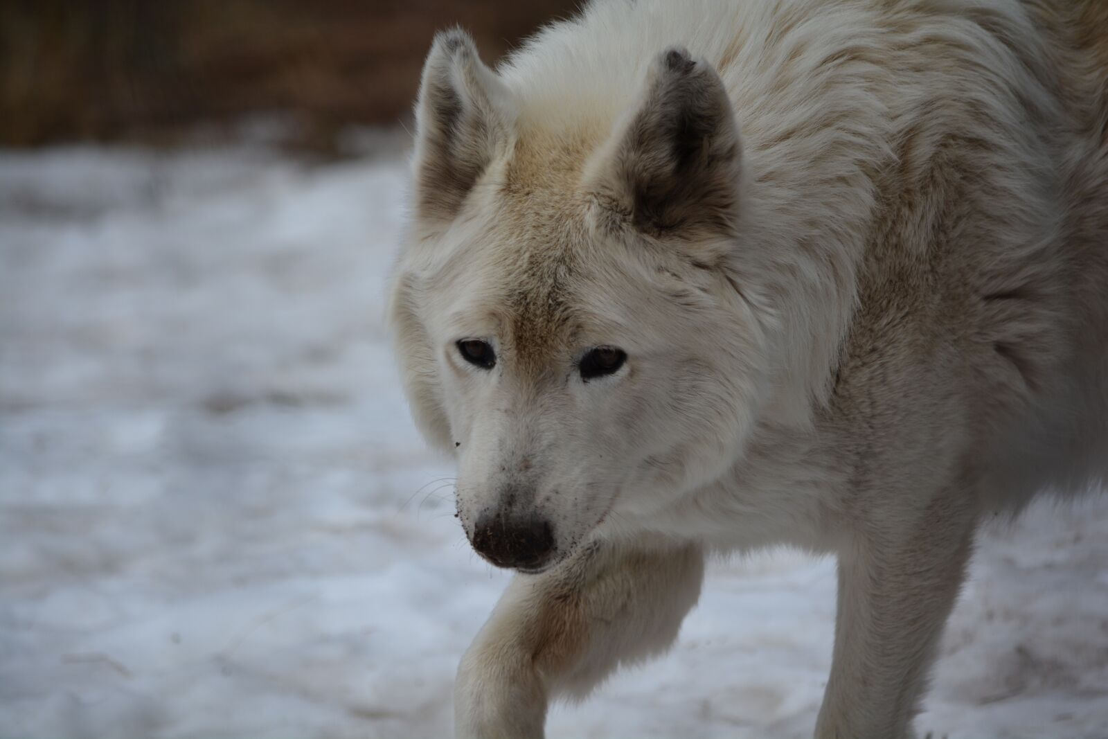 Nikon D7100 sample photo. Wolf, white, face photography