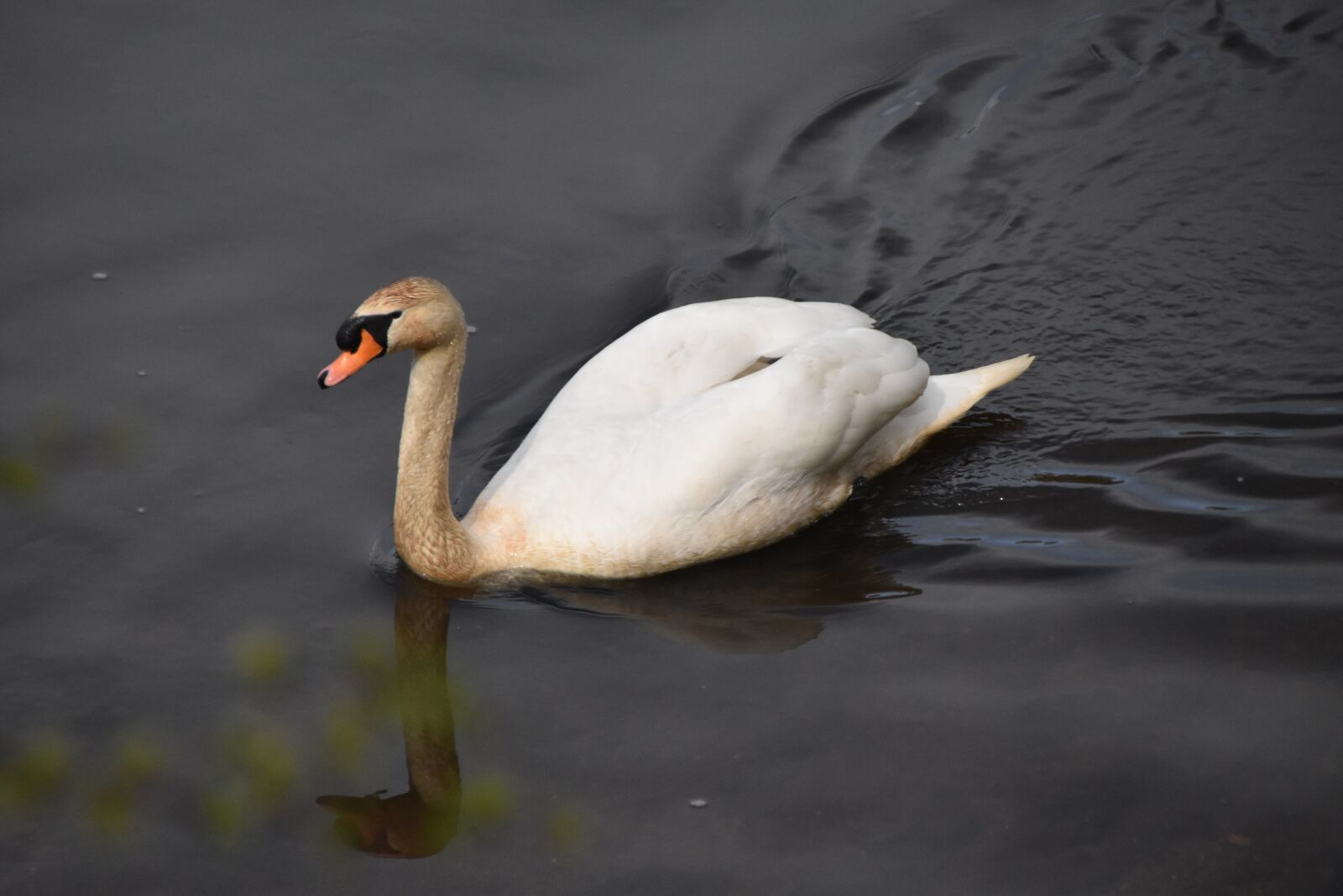 Nikon D3500 sample photo. Swan, bird, animal photography