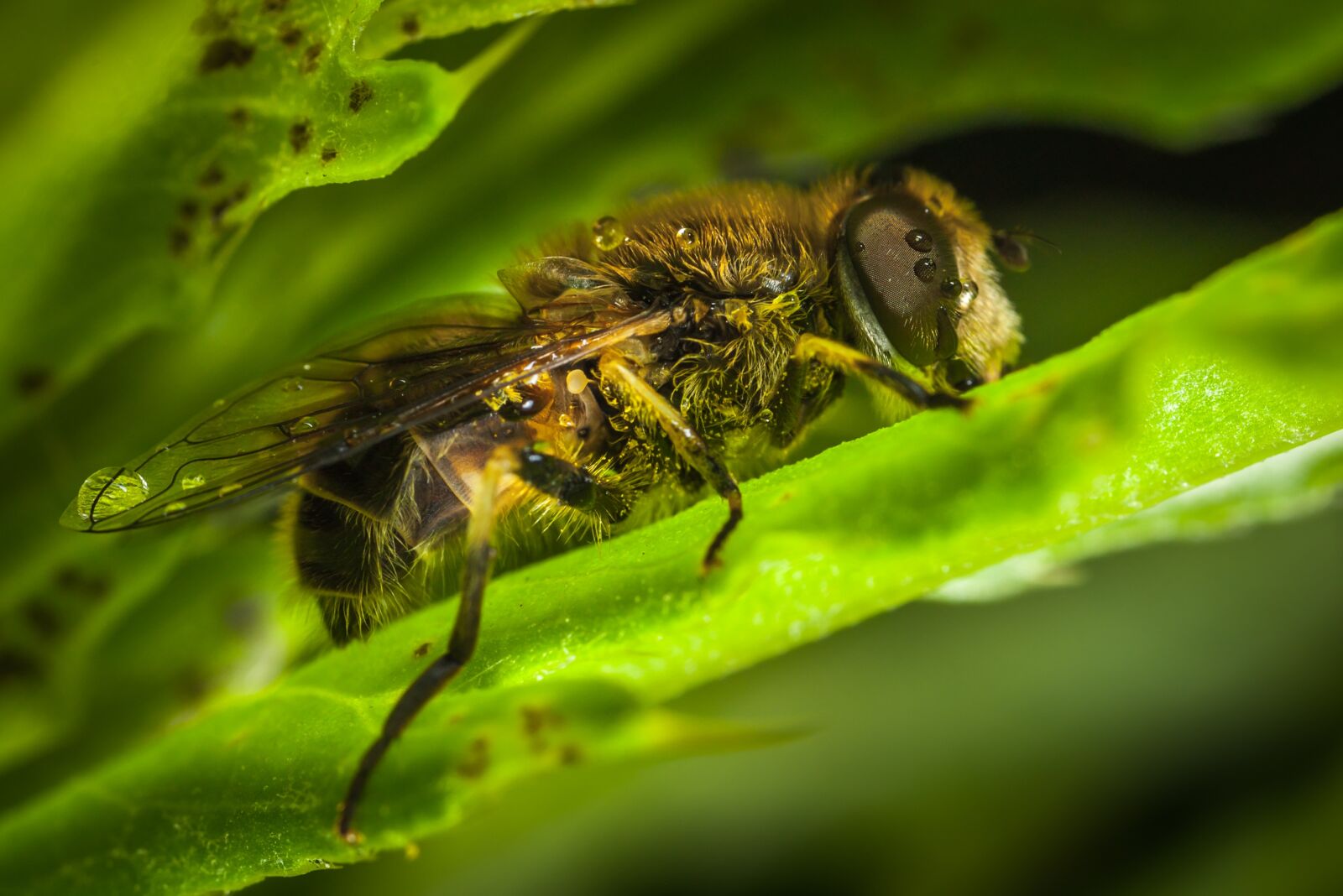 Canon EOS 5D Mark II + Canon MP-E 65mm F2.5 1-5x Macro Photo sample photo. Nature, insect, krupnyj plan photography