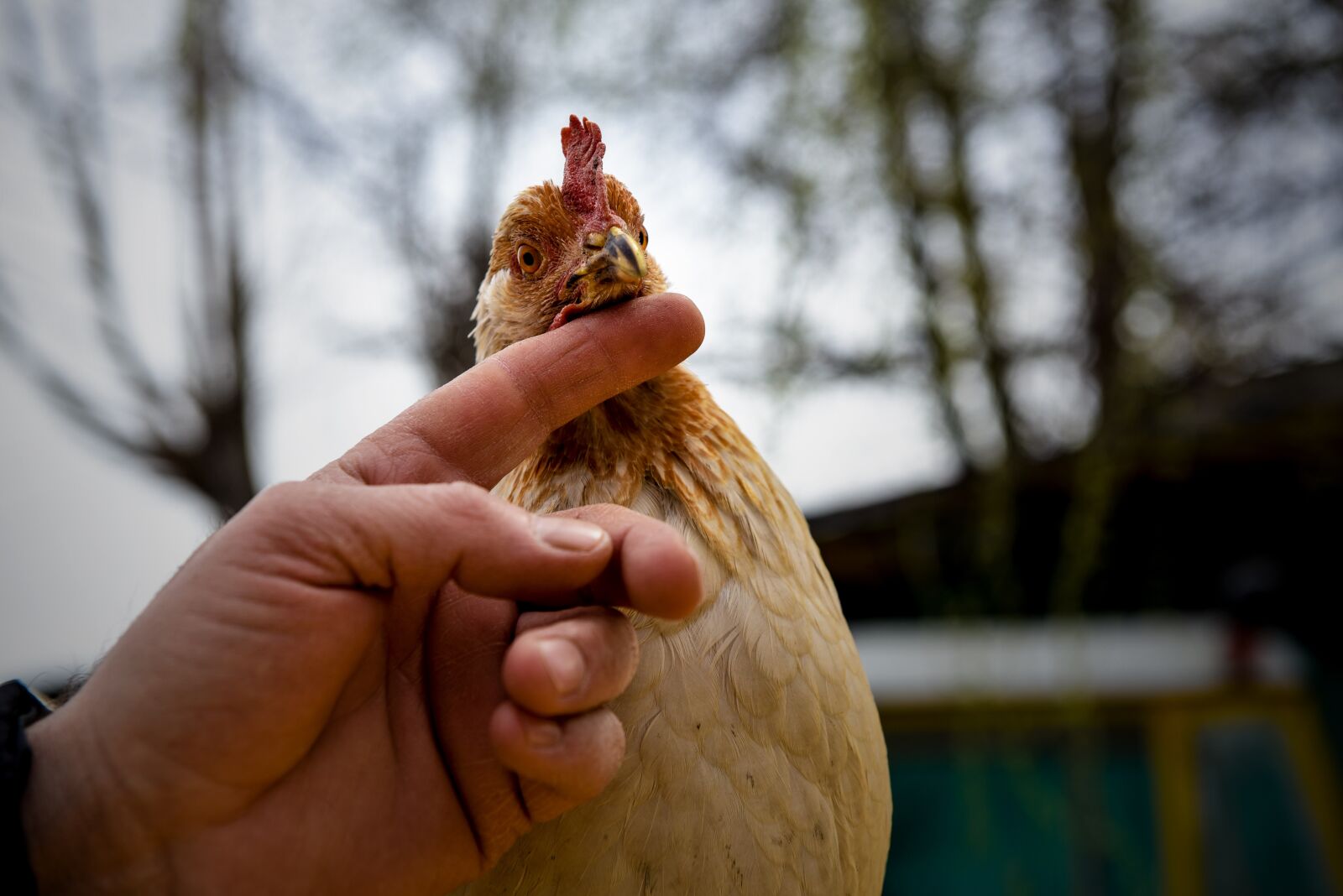 Nikon D750 sample photo. Animal love, outdoor animal photography