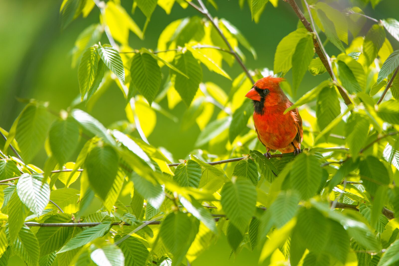 Nikon D800 sample photo. Birds, cardinal, nature photography