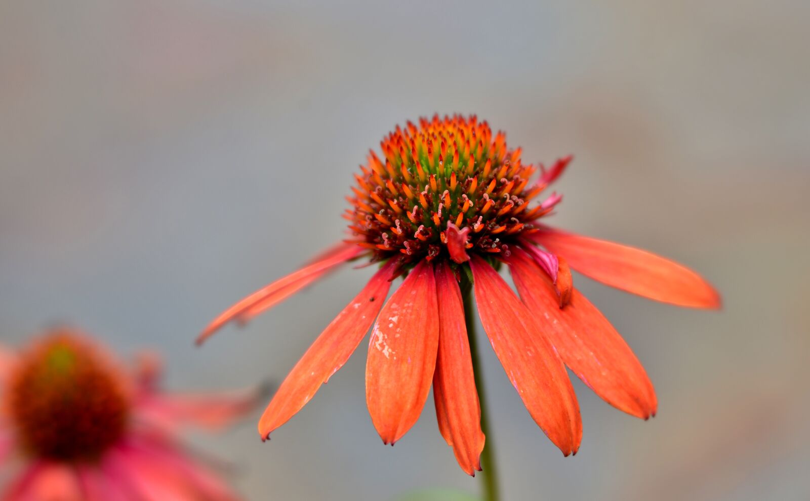 Nikon D600 sample photo. Sun hat, flower, petals photography