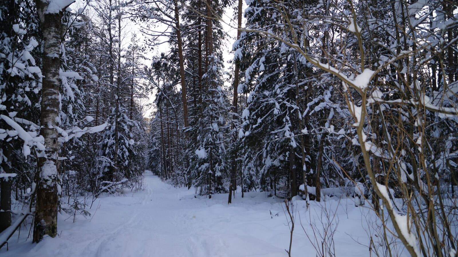 Sony SLT-A57 sample photo. Forest, silence, frost photography