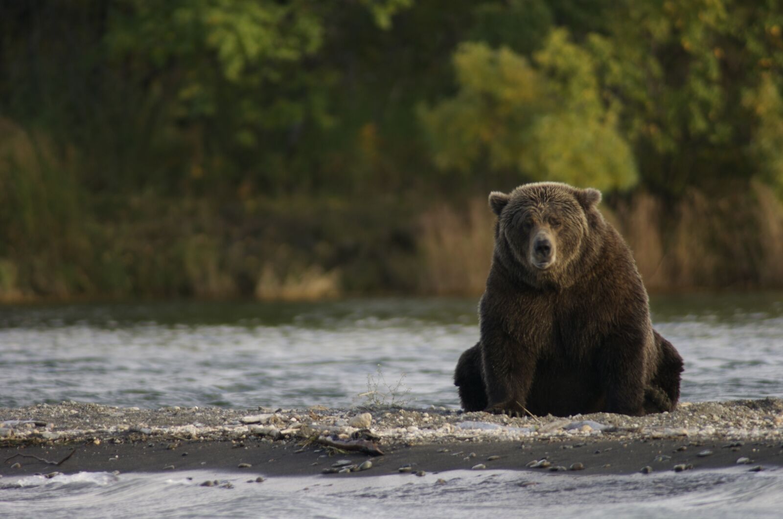 Nikon D2X sample photo. Bear, sitting, wildlife photography
