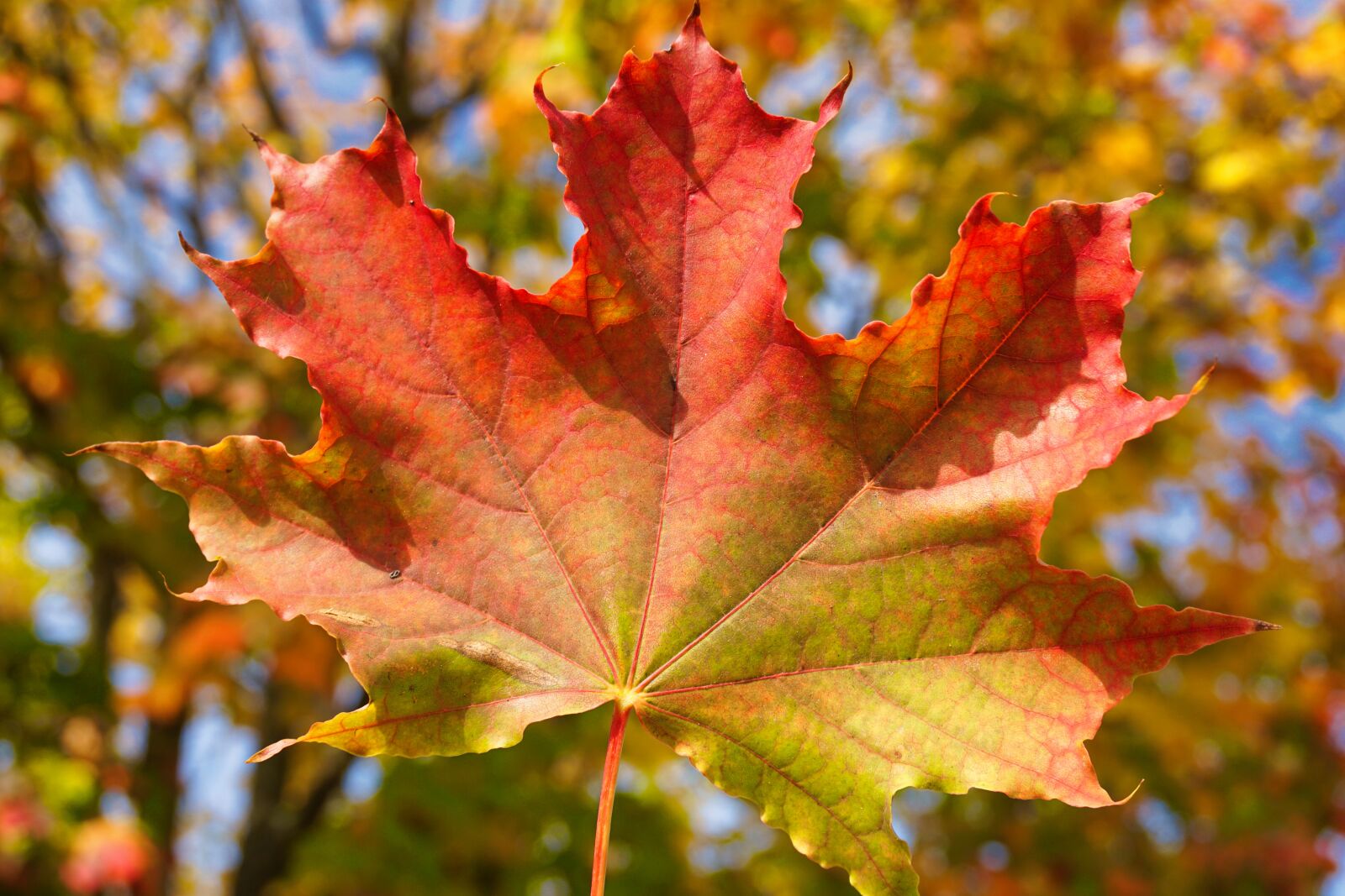 Sony E 16-50mm F3.5-5.6 PZ OSS sample photo. Autumn, leaves, coloring photography