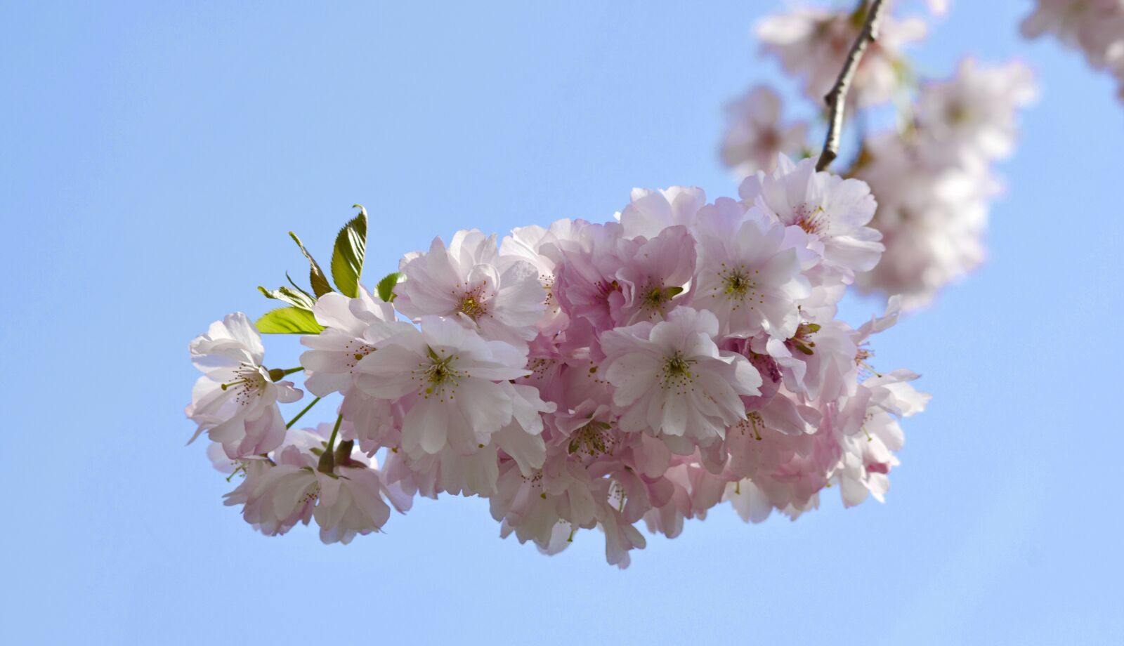Nikon D5100 sample photo. Cherry blossom, spring, blossom photography
