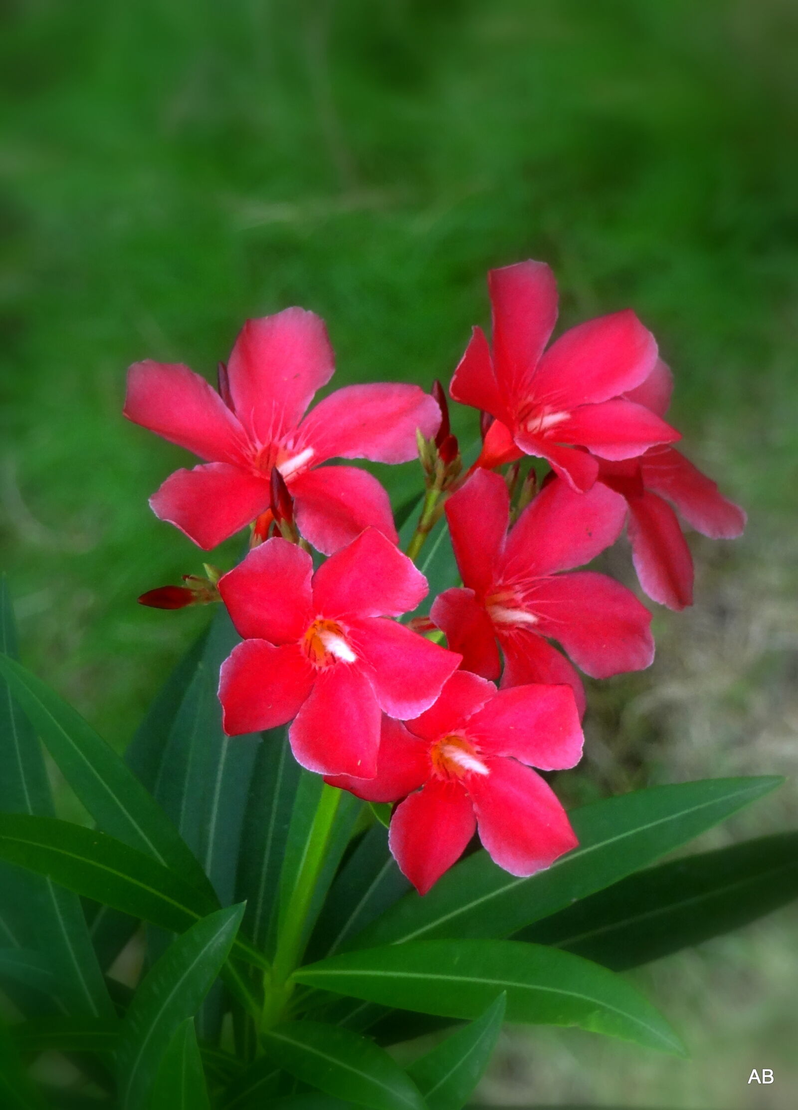 Sony Cyber-shot DSC-HX9V sample photo. Beautiful, flowers photography