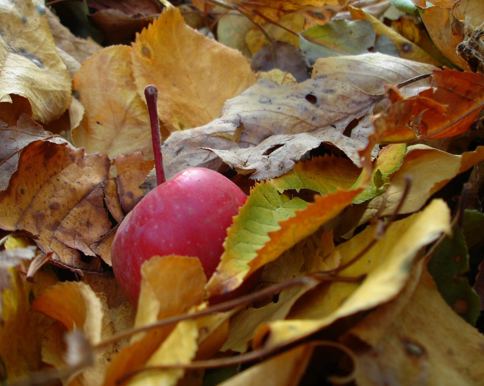 Sony DSC-W17 sample photo. Apple, autumn, autumn, colours photography