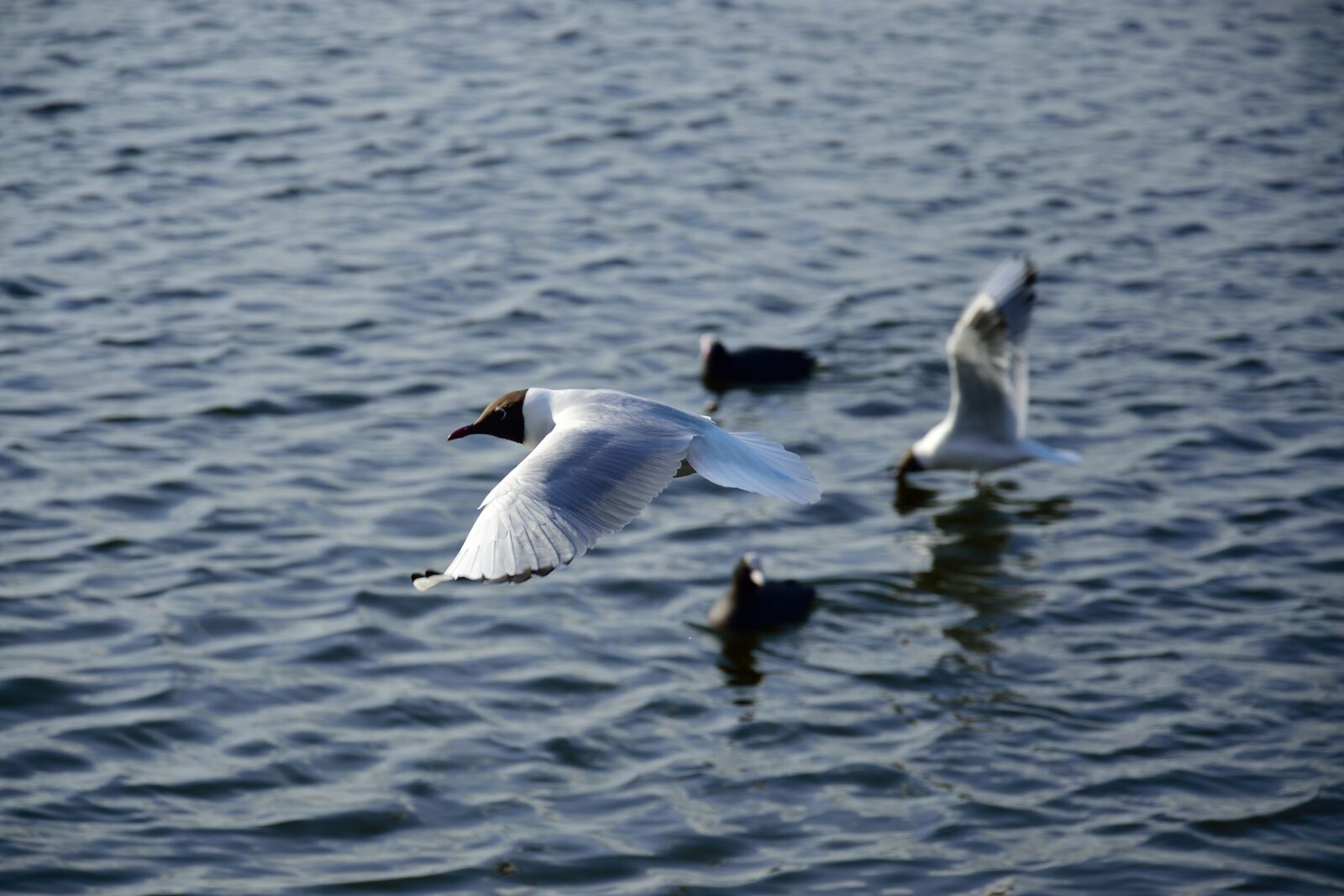 Nikon D3300 sample photo. Air, animal, background, bird photography