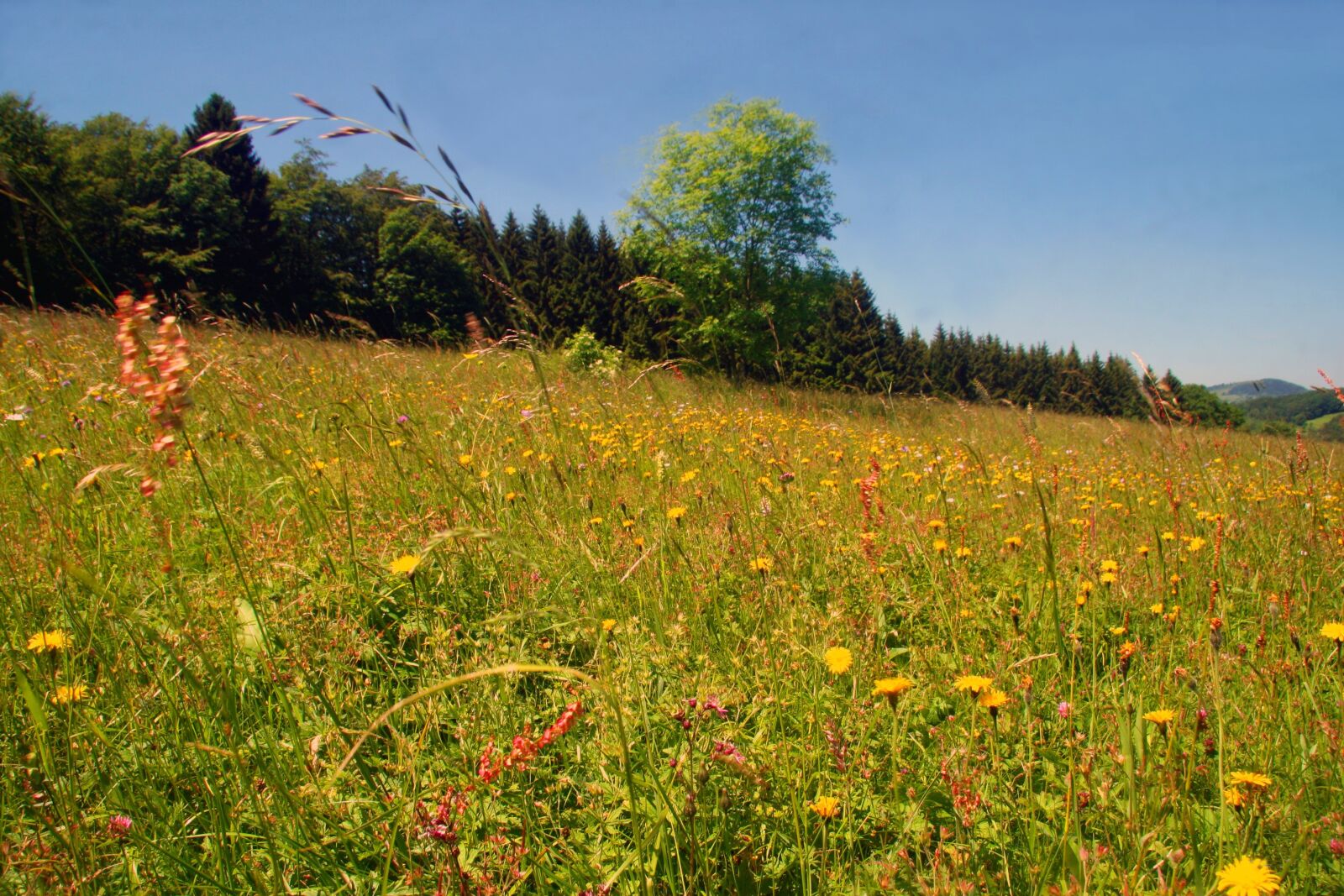 Canon EOS 30D sample photo. Spring meadow, flower meadow photography