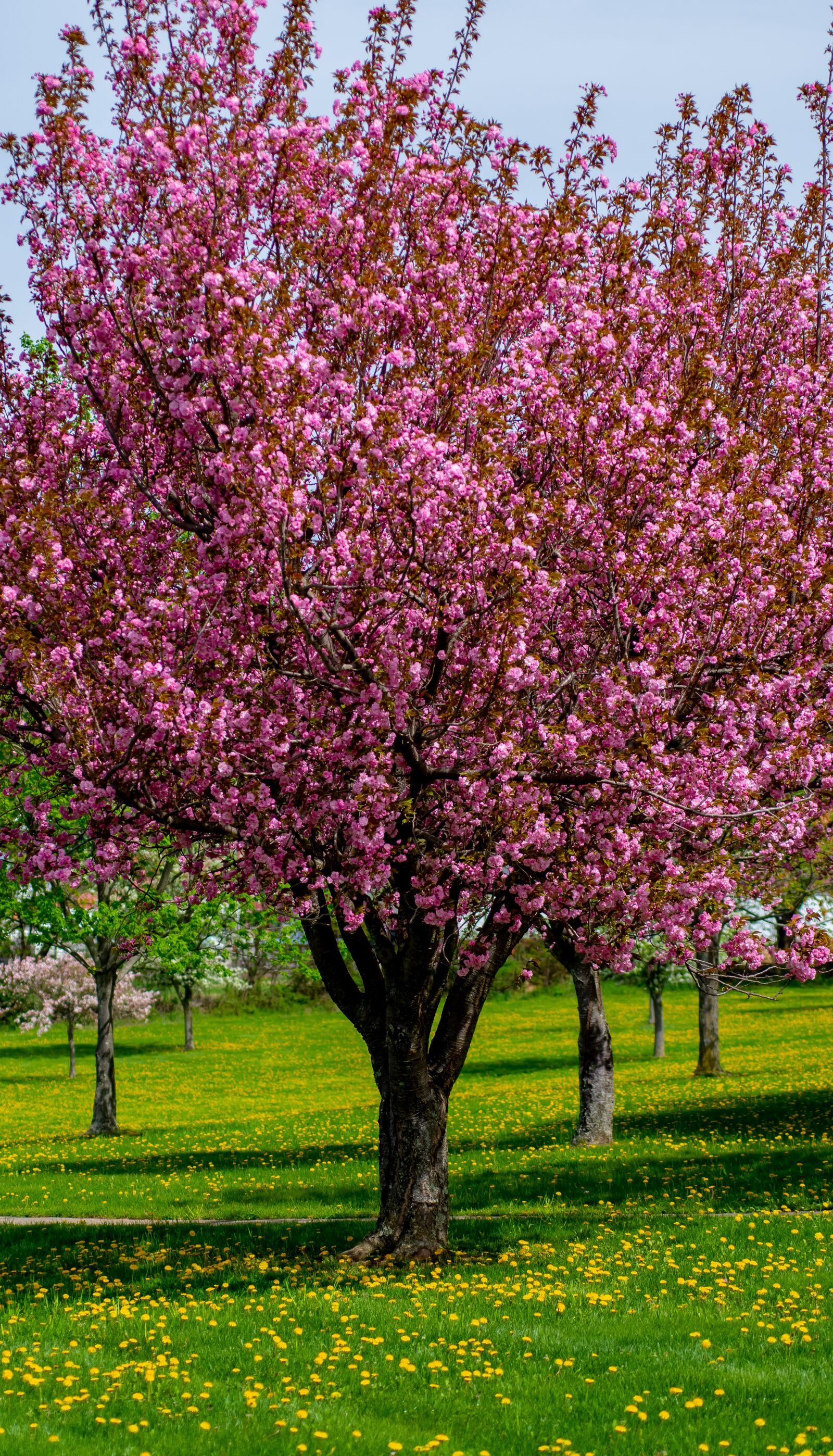Nikon D500 sample photo. Springtime, spring, nature photography