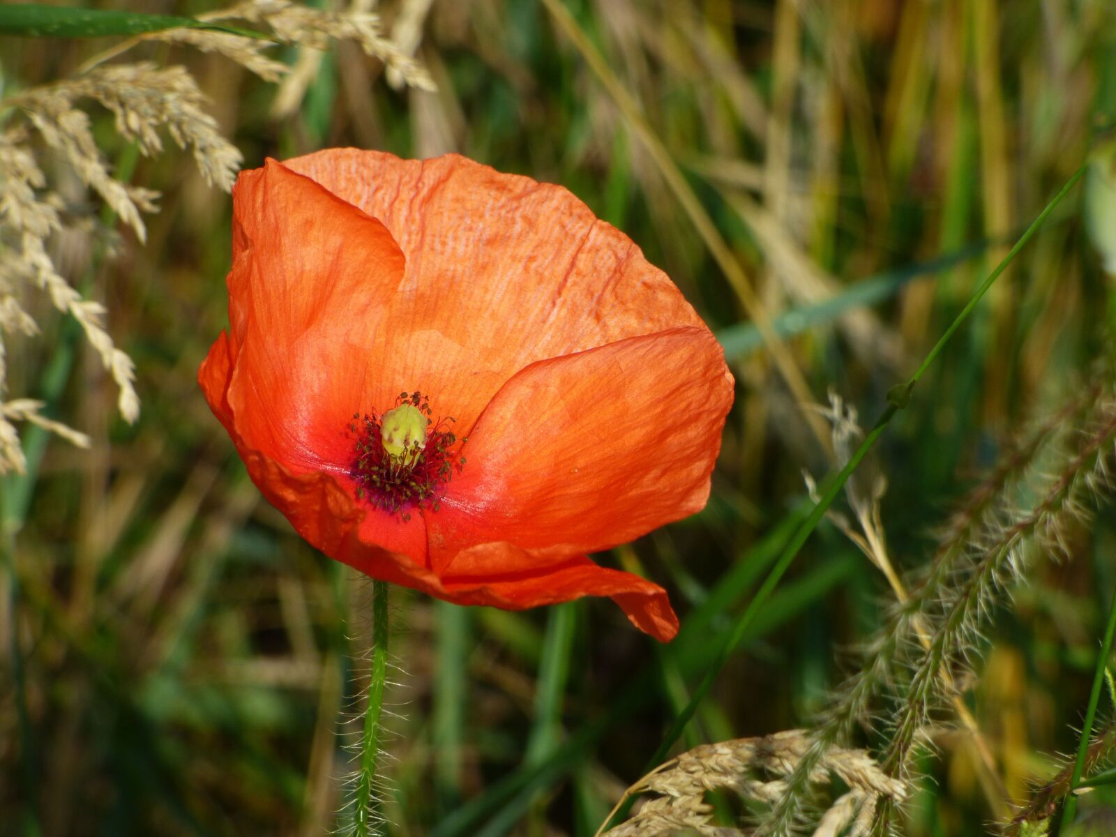 Panasonic DMC-FZ72 sample photo. Flower, poppy, red photography