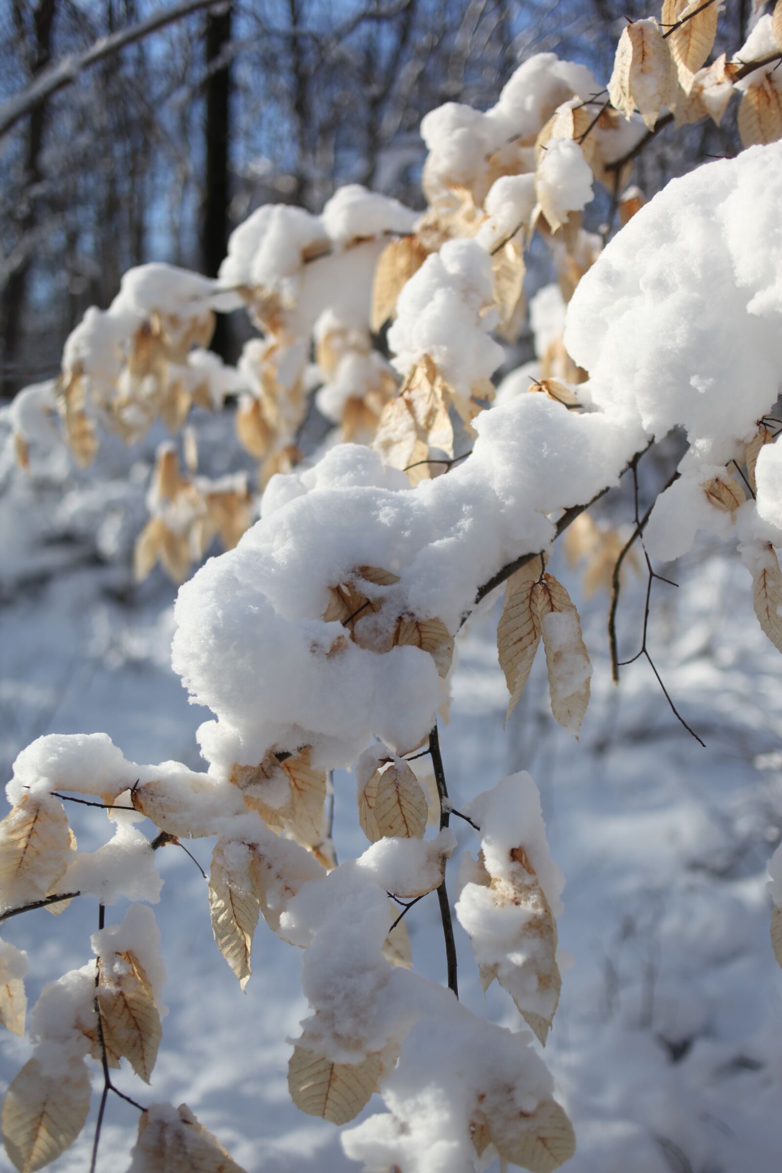 Canon EOS 5D Mark II sample photo. Snow, beech tree, winter photography