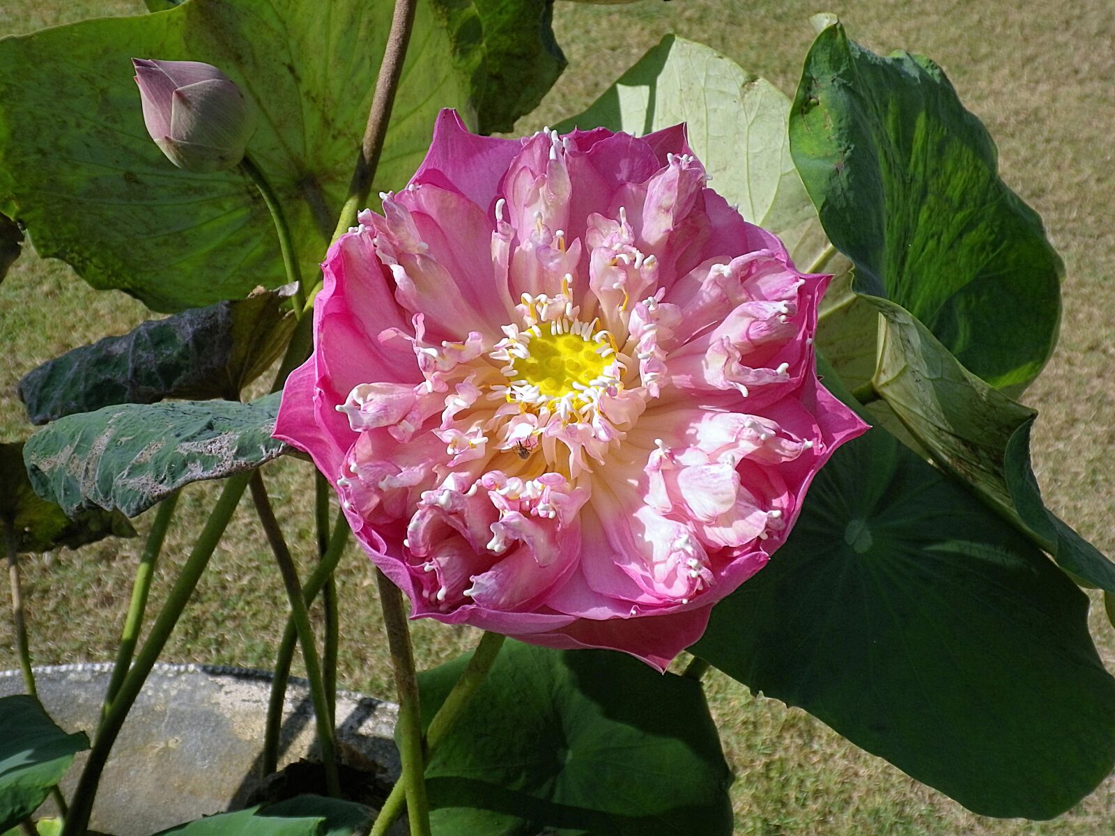 Pentax Optio H90 sample photo. Lotus, blossom, bloom photography