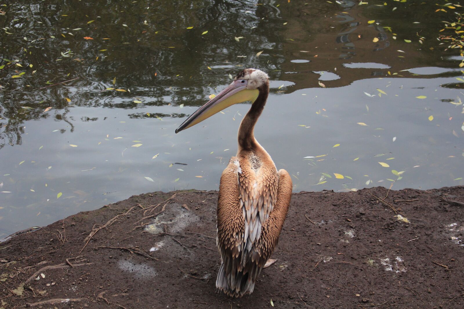 Canon EOS 700D (EOS Rebel T5i / EOS Kiss X7i) sample photo. Bird, zoo, moscow photography