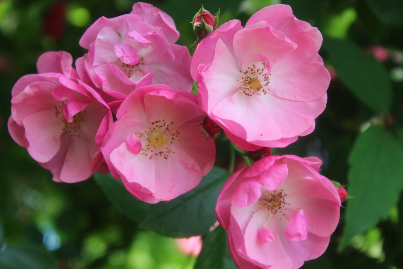 Canon EOS 1300D (EOS Rebel T6 / EOS Kiss X80) sample photo. Pink rose, flower, rose photography