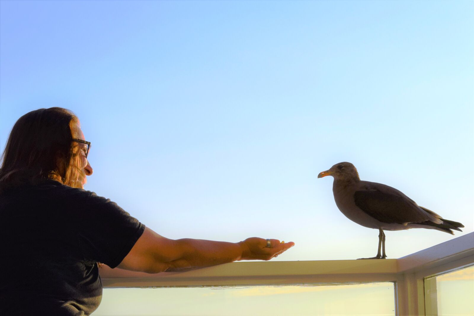 Nikon D3300 sample photo. Gull friends, bird, wildlife photography