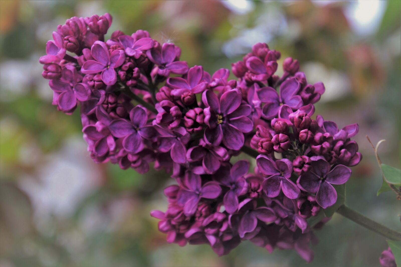 Canon EOS 80D sample photo. Lilac, the delicacy, sprig photography